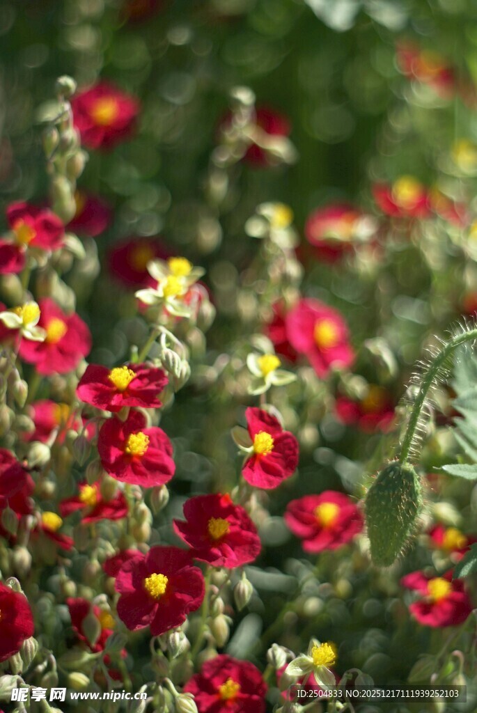 鲜艳多彩的花卉绽放