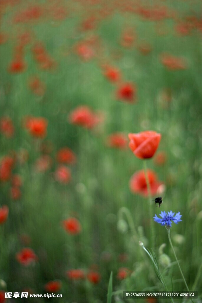 红色花海中的艳 虞美人