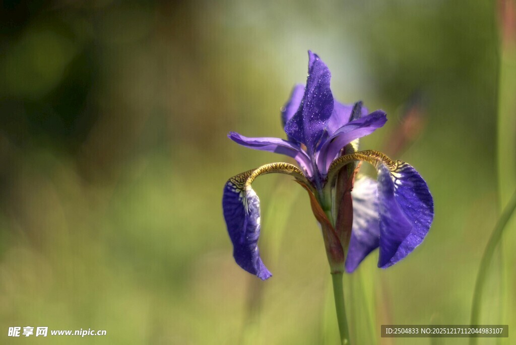 紫色鸢尾花特写