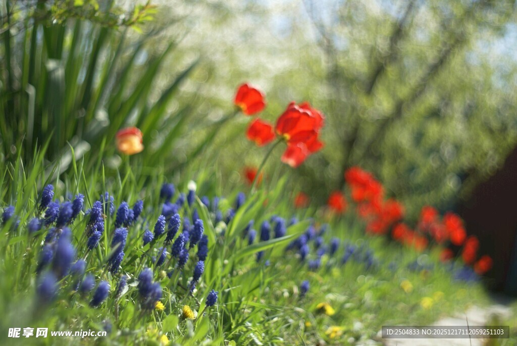 春日烂漫花丛小径