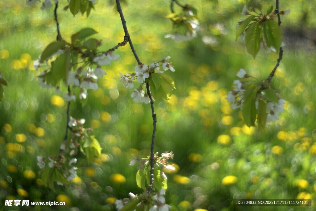 春日垂柳下的烂漫野花