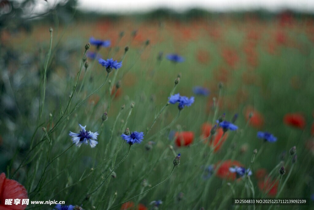 田野间绽放的蓝红花朵