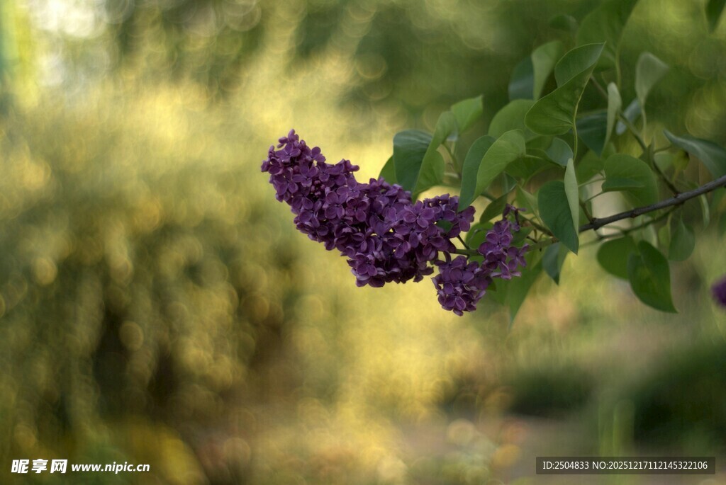 紫丁香花枝特写