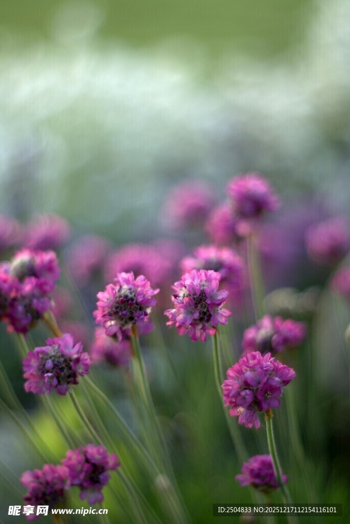 紫色小花绽放的美丽瞬间