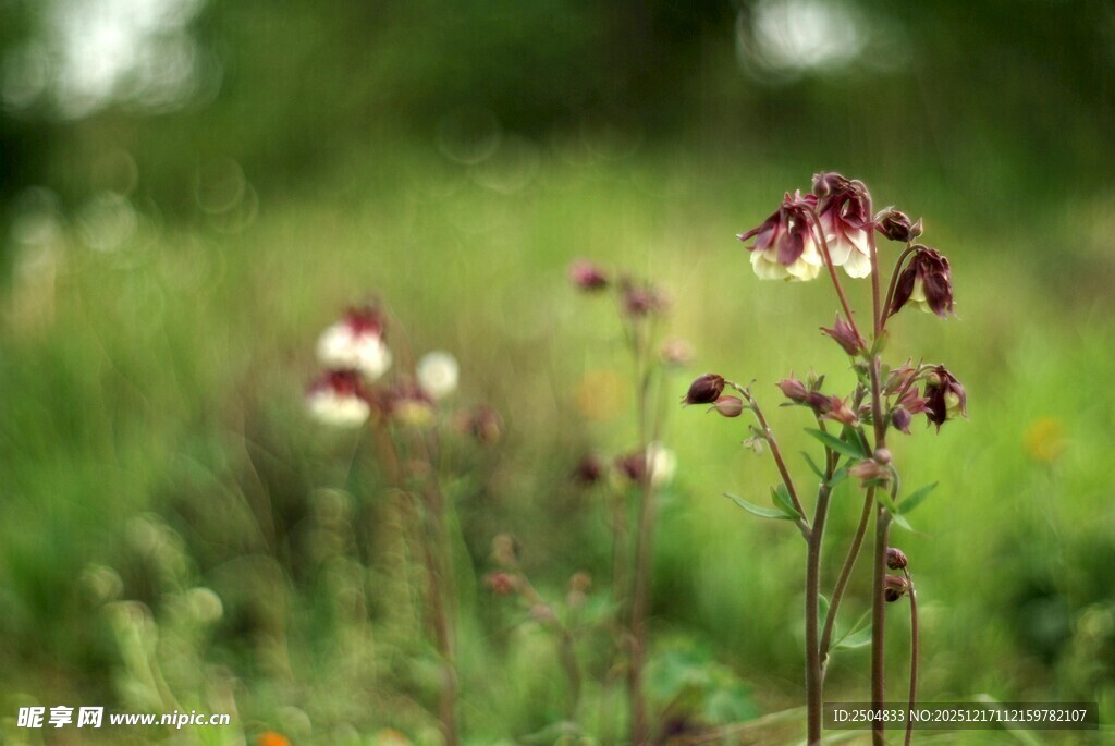 野外绽放的美丽花朵