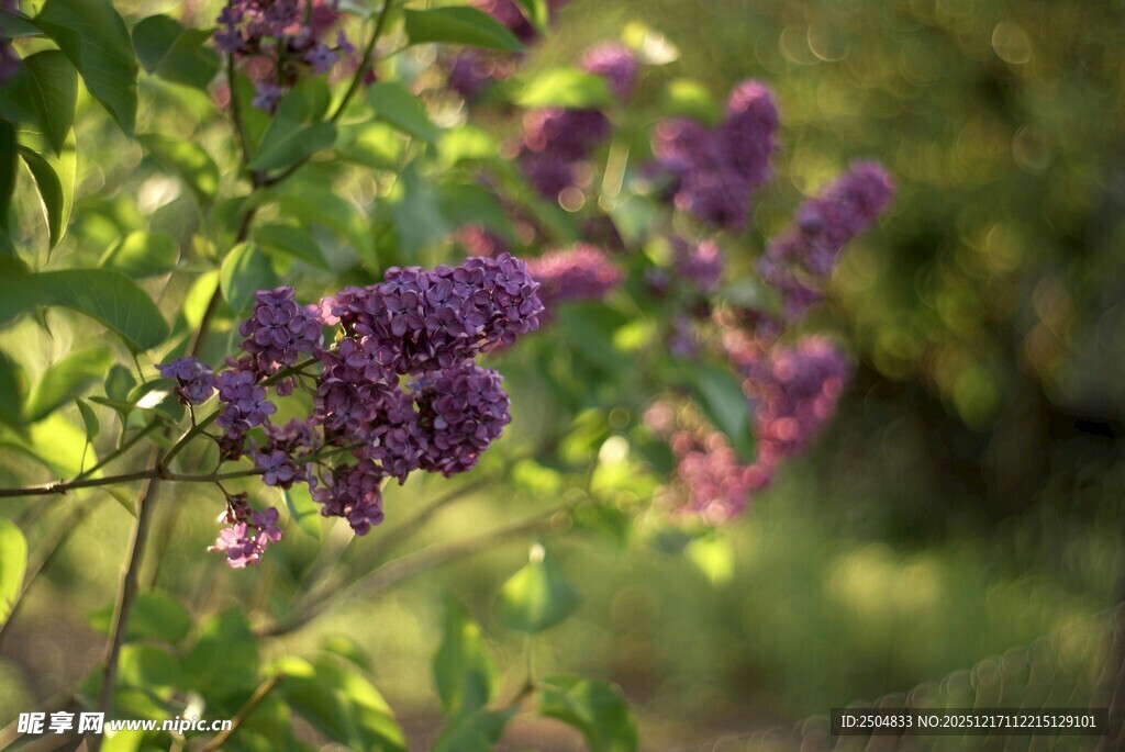 紫丁香绽放的美丽瞬间