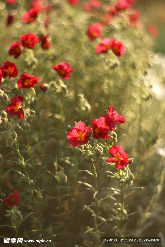 盛开的红色花丛