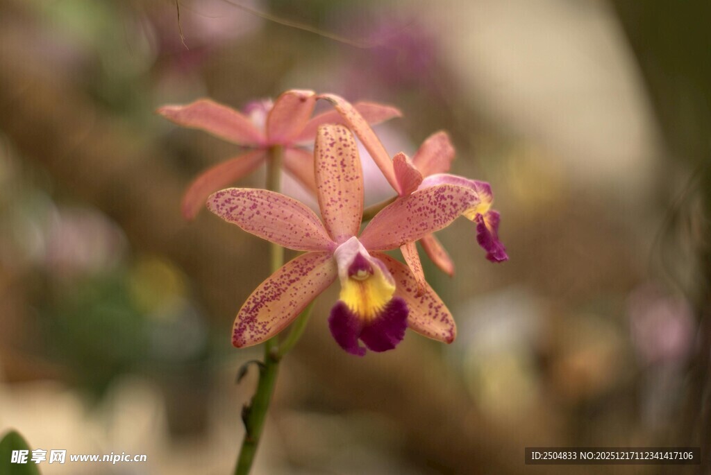 娇艳粉色兰花特写
