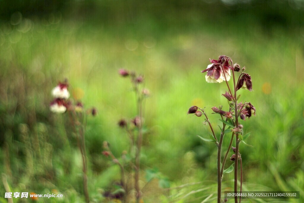 野外绽放的美丽紫色小花