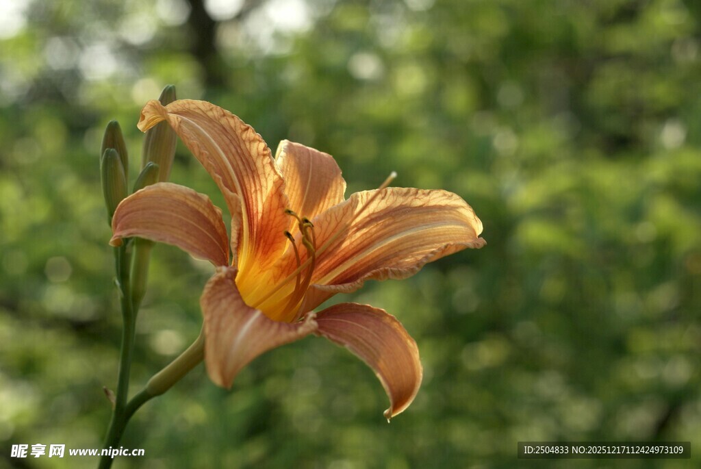 娇艳萱草花绽放于林间