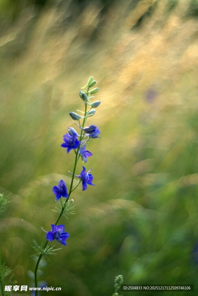 一枝蓝花绽于绿野间