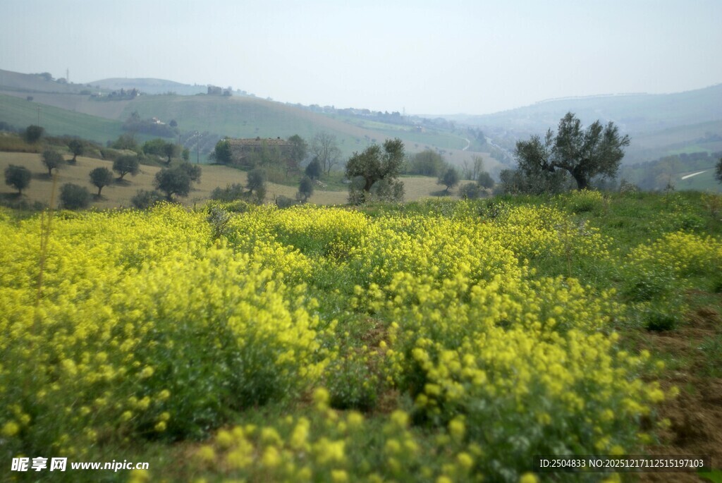 春日黄花田 田园好风光