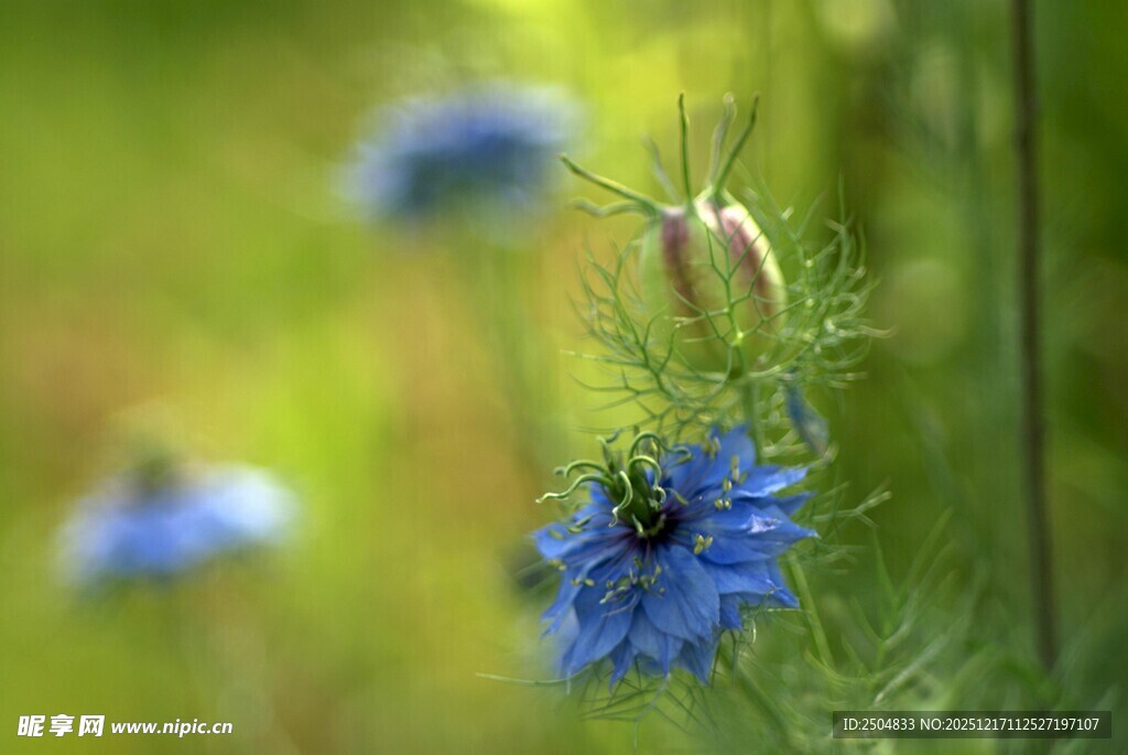 蓝花翠雀草特写