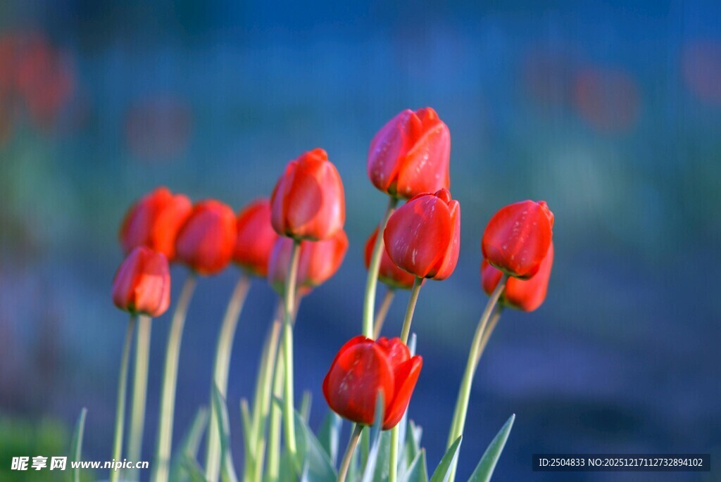 绽放的红色郁金香