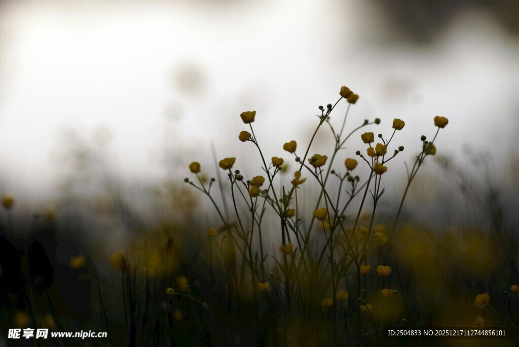 田野中的黄色小花