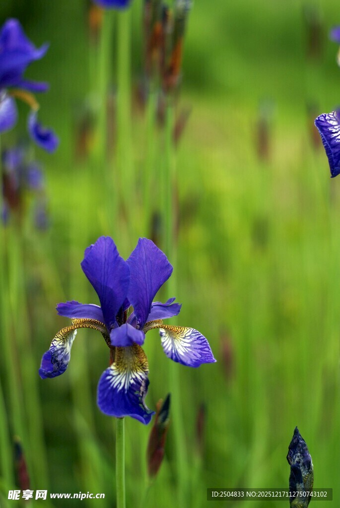 紫色鸢尾花绽放于绿野