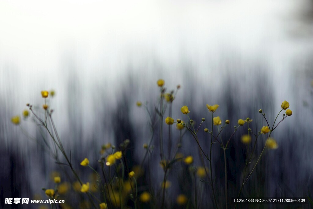 田野中的黄色小花绽放