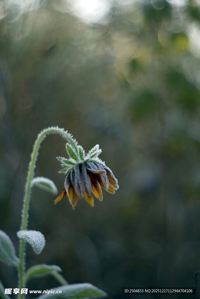 低垂的紫黄色花朵
