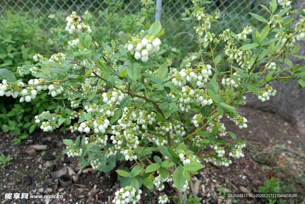 绿叶白花的繁茂植物