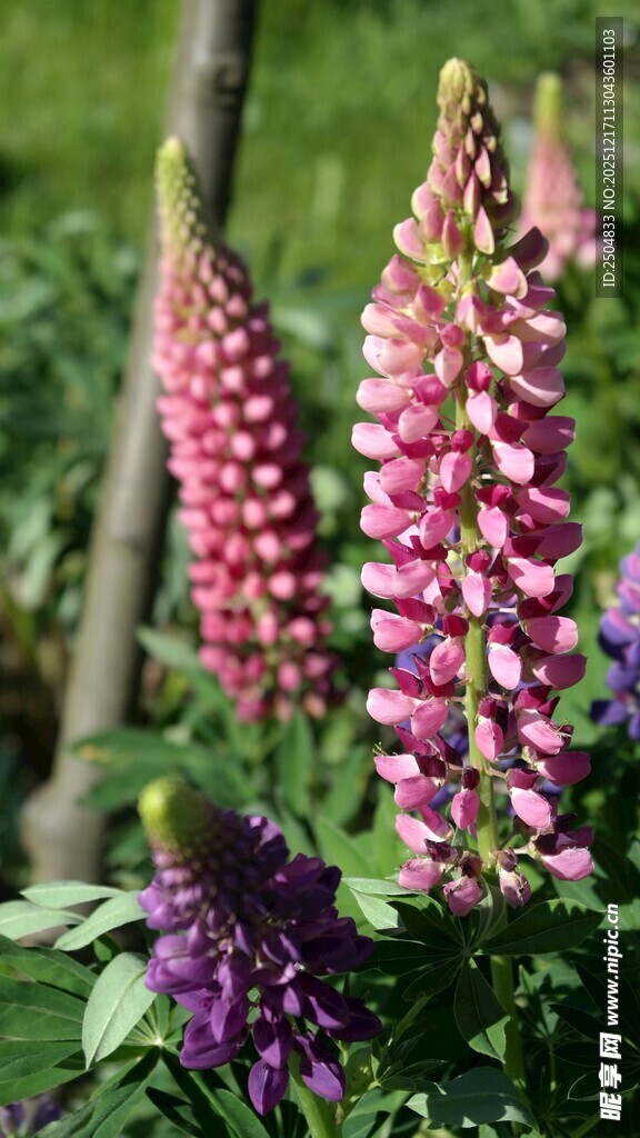 羽扇豆花绽放的美丽瞬间