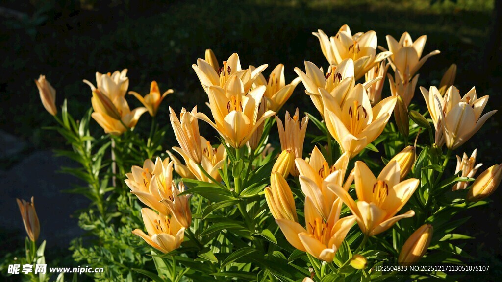 金黄百合绽放