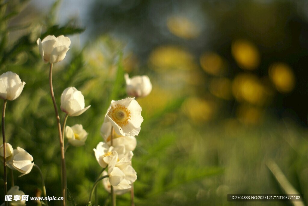 春日绽放的白色小花