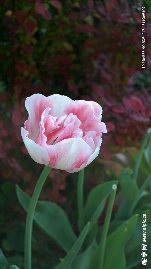 粉色柔美郁金香绽放