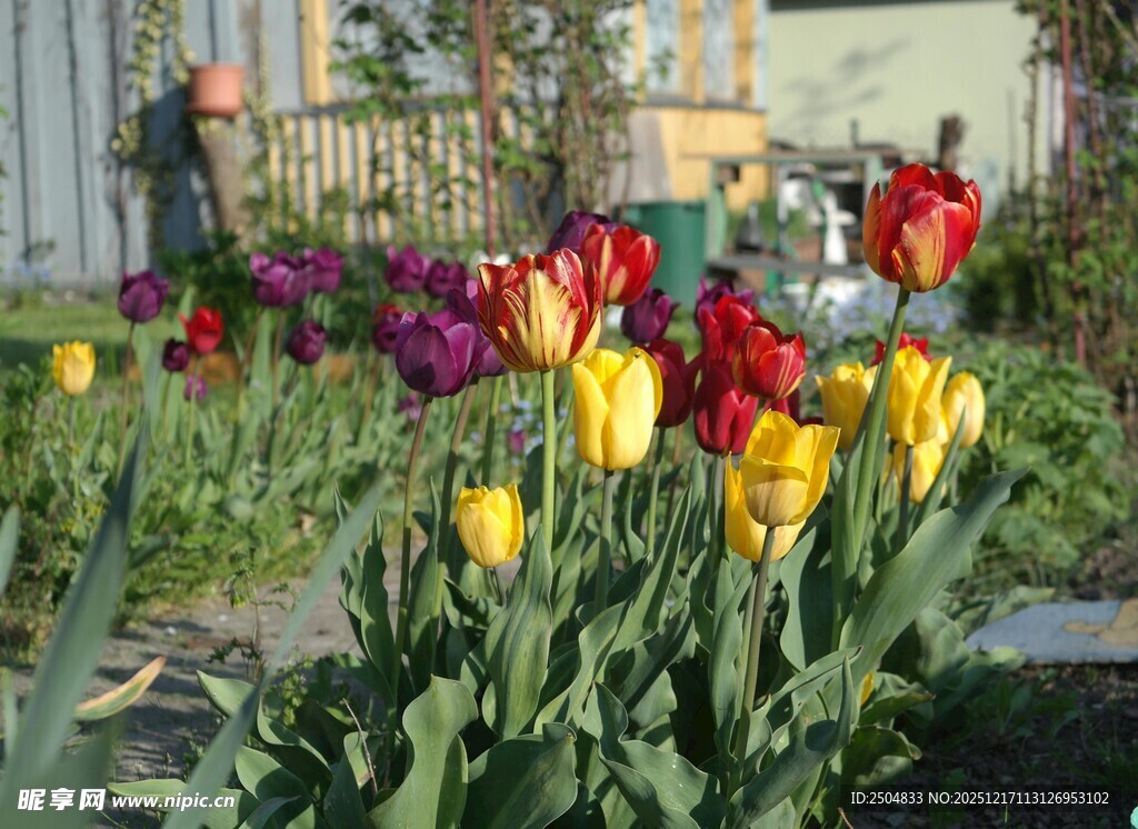 多彩郁金香绽放花园