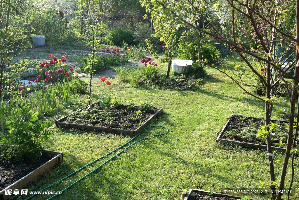 阳光照耀下的生机小菜园