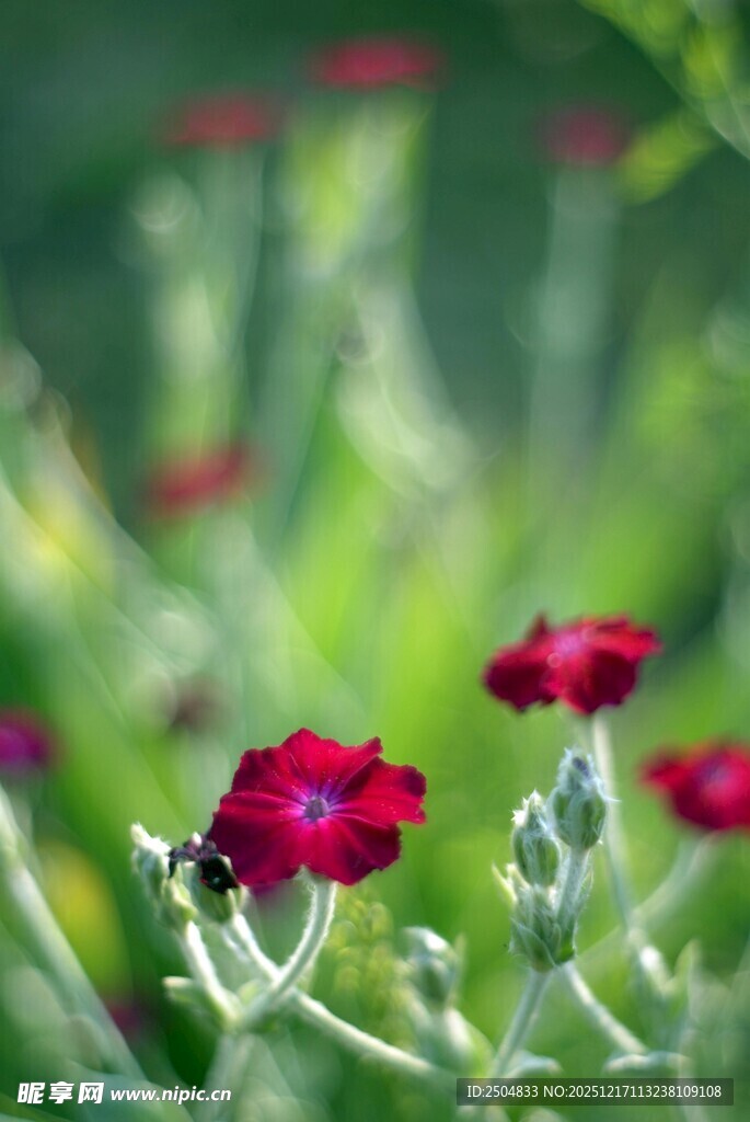 娇艳红花朵朵绽于绿野