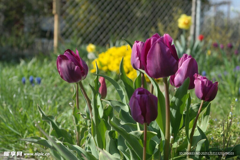 紫色郁金香绽放于草地
