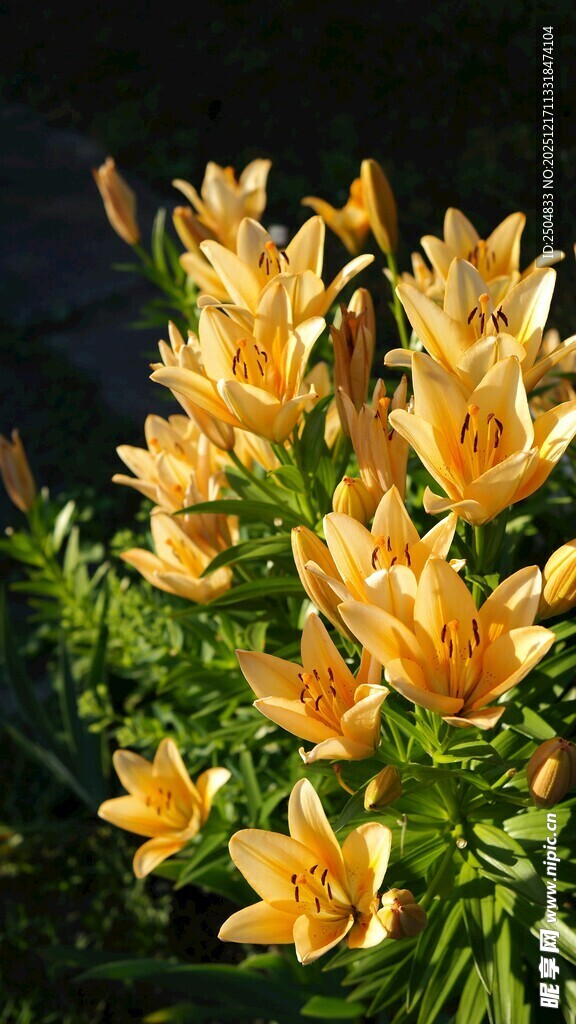 绽放的黄色百合花