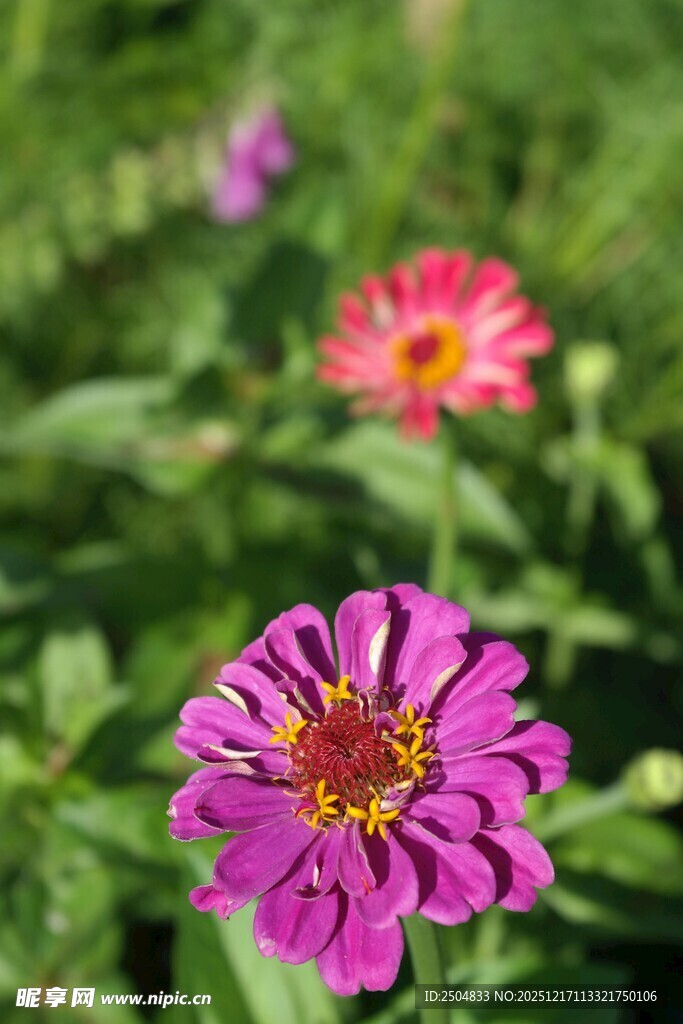 娇艳绽放的多彩百日菊