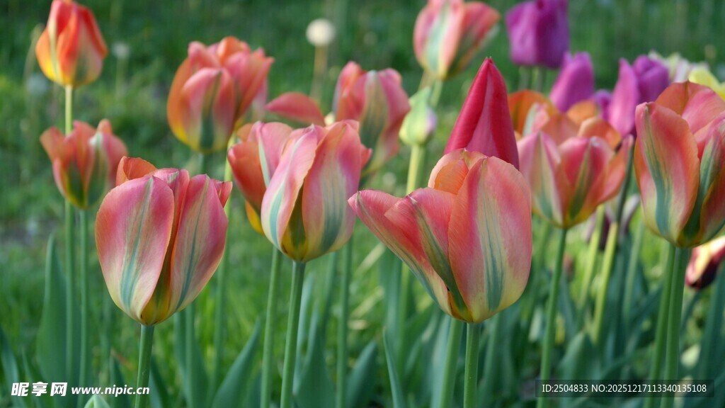 多彩郁金香绽放美景