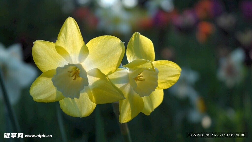 两朵绽放的黄色水仙花
