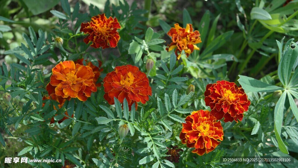 鲜艳橘色万寿菊绽放