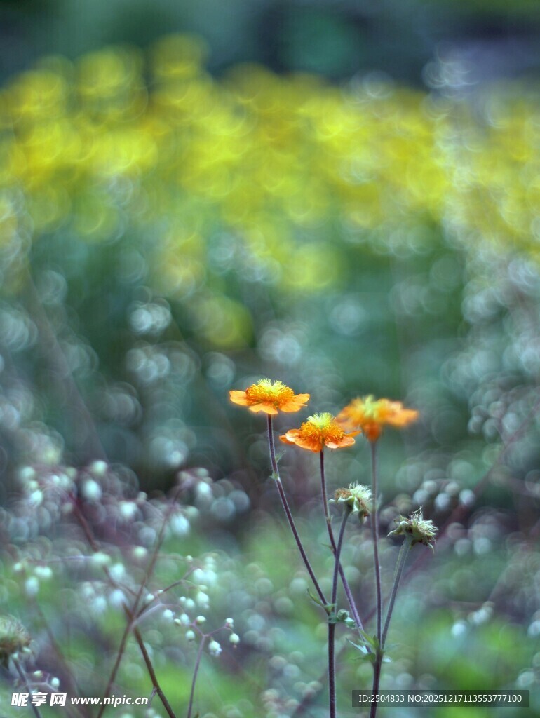田野中的两朵橙色小花