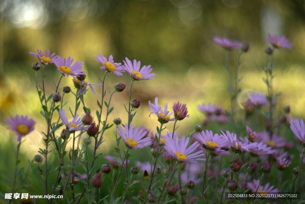 阳光下的紫色小花绽放