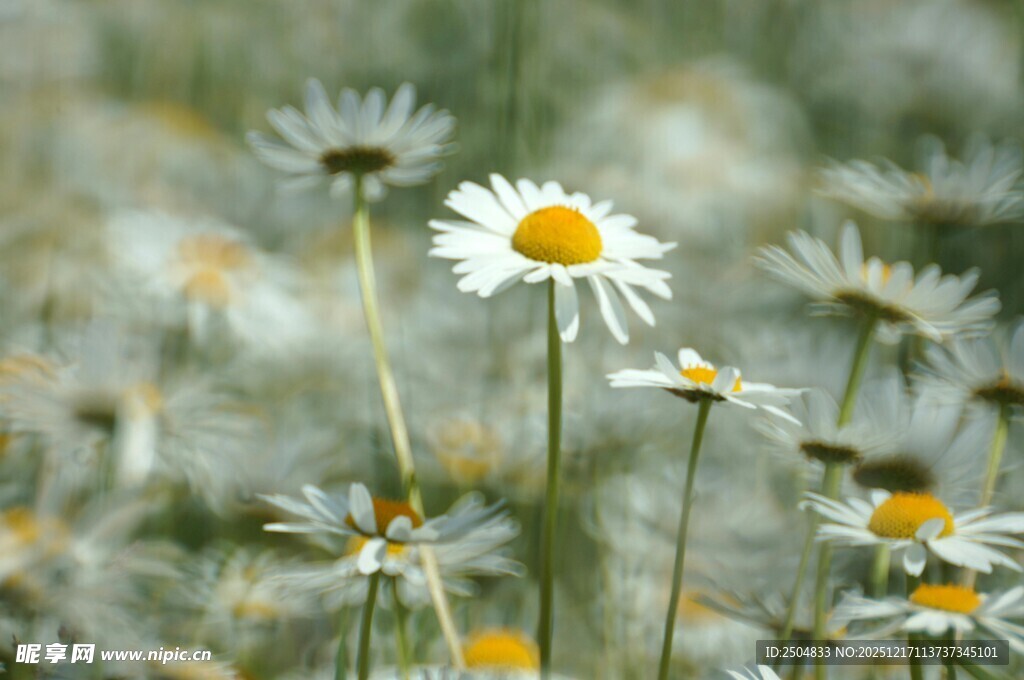 田野中的清新小雏菊