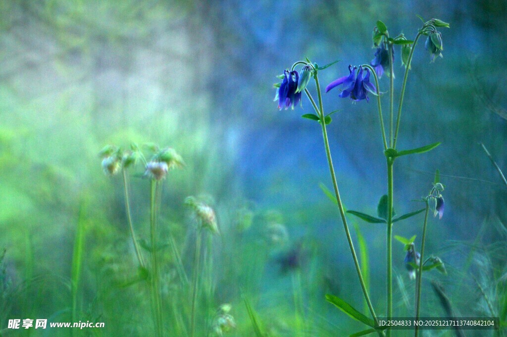 梦幻蓝花绽于绿野之间