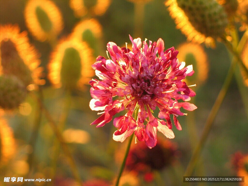 阳光下的艳丽花朵