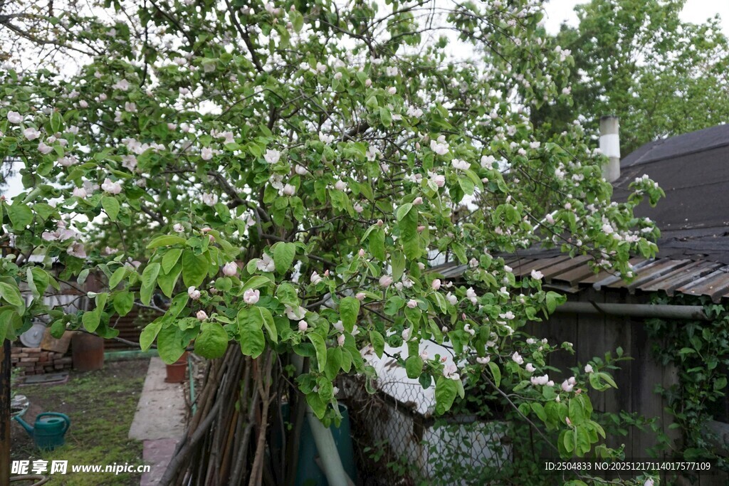 乡村小院旁繁茂的绿树