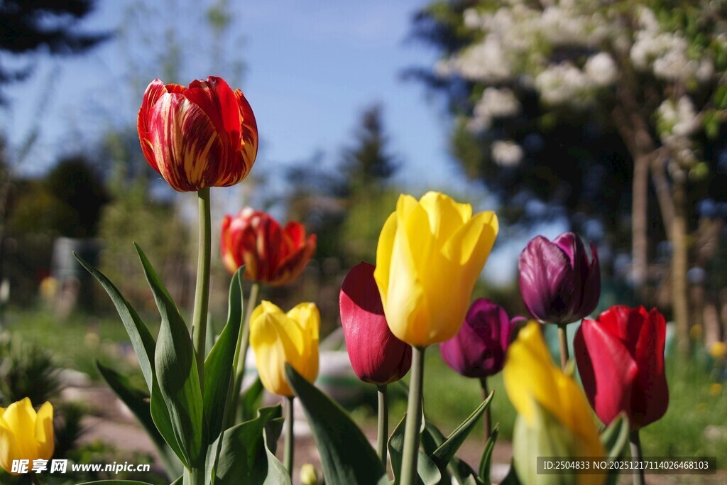 多彩郁金香绽放于花园