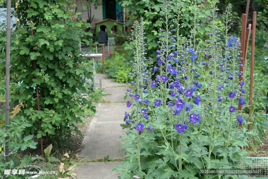 花园小径旁的紫色花卉