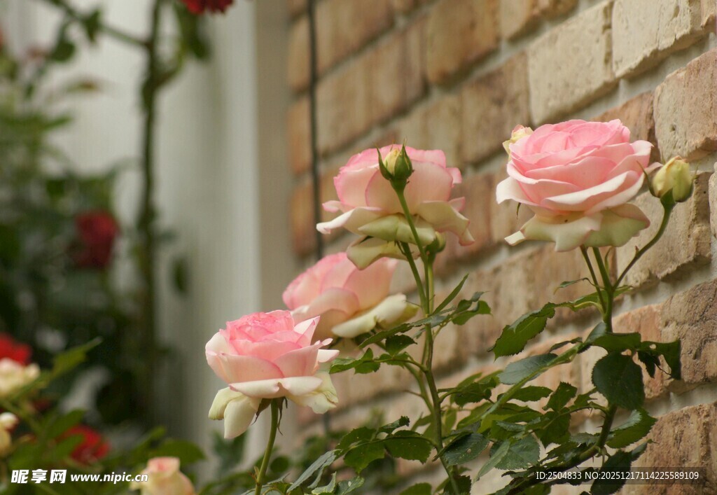 墙边绽放的粉嫩玫瑰花