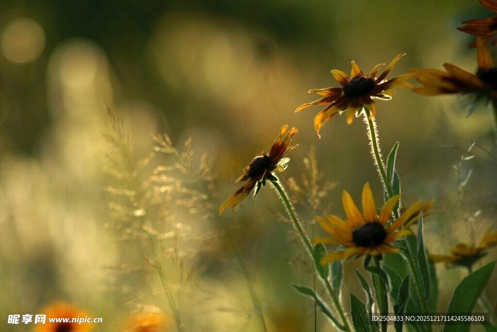 阳光下的灿烂向日葵