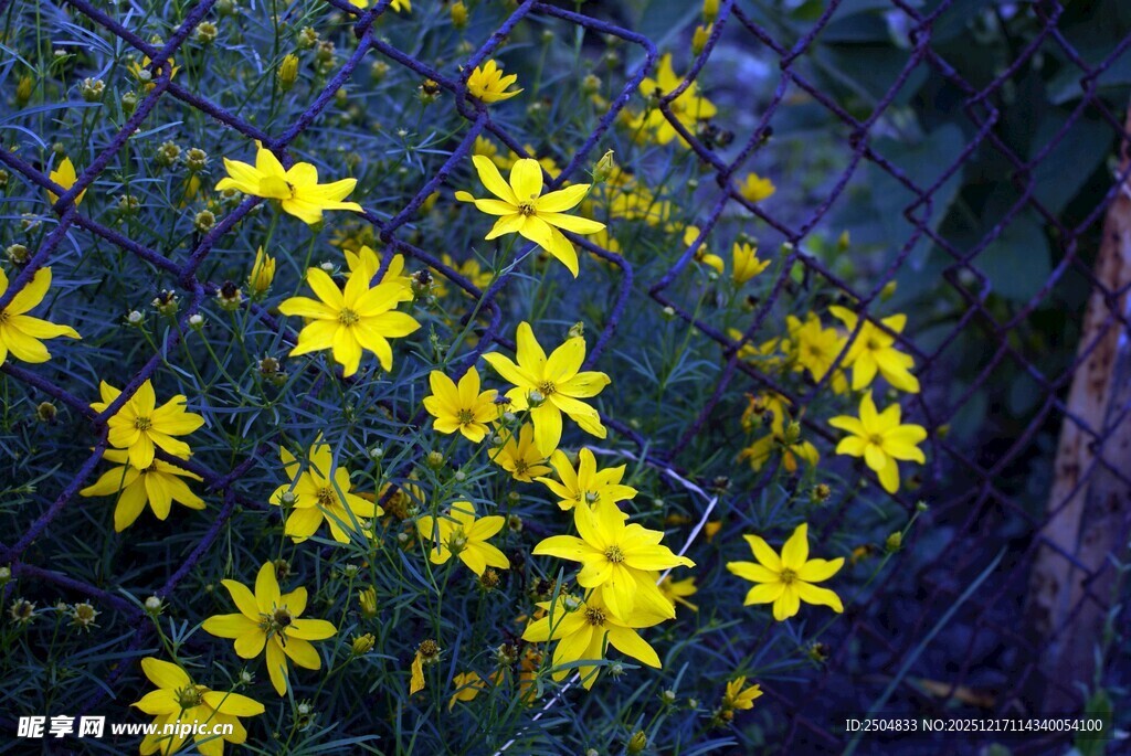 绽放的黄色小花