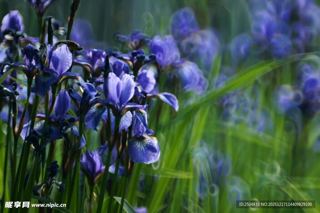 紫色鸢尾花绽放于绿野