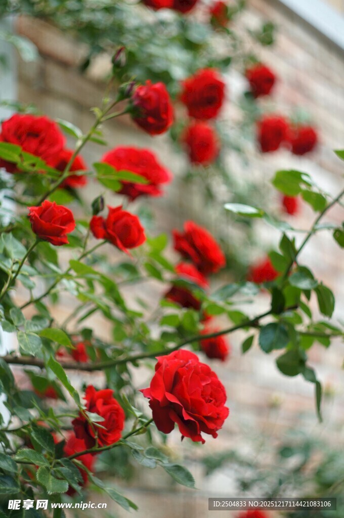 娇艳红玫瑰绽放枝头