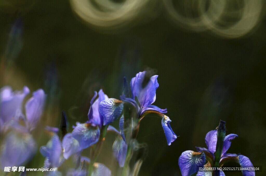 紫色鸢尾花特写